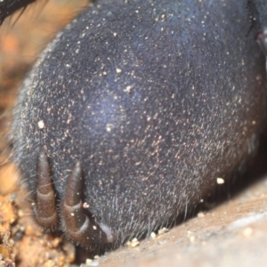 Stanwellia sp. (genus) at Crace, ACT - 9 Sep 2018