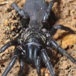 Stanwellia sp. (genus) at Crace, ACT - 9 Sep 2018