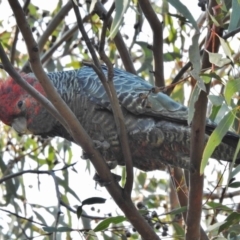 Callocephalon fimbriatum (Gang-gang Cockatoo) at Mount Painter - 10 Sep 2018 by JohnBundock