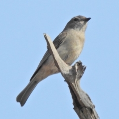 Pachycephala pectoralis (Golden Whistler) at Cook, ACT - 10 Sep 2018 by JohnBundock