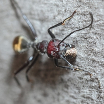 Camponotus suffusus (Golden-tailed sugar ant) at Crace, ACT - 9 Sep 2018 by Harrisi
