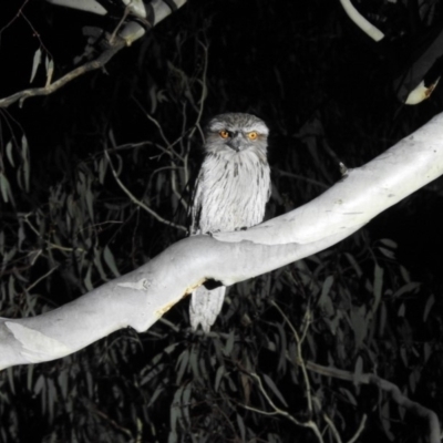 Podargus strigoides (Tawny Frogmouth) at Forde, ACT - 10 Sep 2018 by CorinPennock