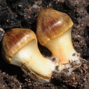 Cortinarius sp. at Paddys River, ACT - 11 Sep 2018