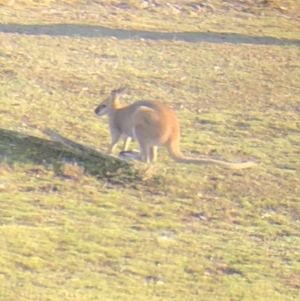 Notamacropus rufogriseus at Wamboin, NSW - 12 Sep 2018