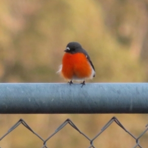 Petroica phoenicea at Namadgi National Park - 11 Sep 2018