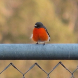 Petroica phoenicea at Namadgi National Park - 11 Sep 2018 04:18 PM