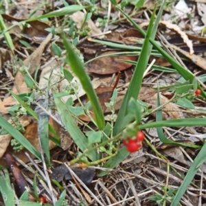 Einadia nutans subsp. nutans at Molonglo Valley, ACT - 26 Feb 2015 10:27 AM