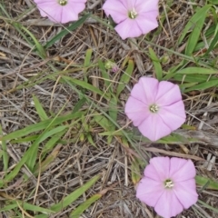 Convolvulus angustissimus subsp. angustissimus (Australian Bindweed) at Molonglo Valley, ACT - 25 Feb 2015 by galah681