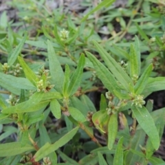 Persicaria prostrata (Creeping Knotweed) at Tennent, ACT - 18 Feb 2015 by MichaelBedingfield