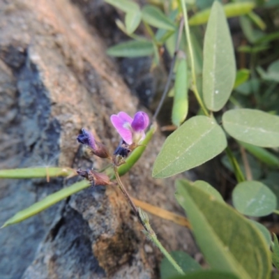 Glycine tabacina (Variable Glycine) at Tennent, ACT - 18 Feb 2015 by MichaelBedingfield