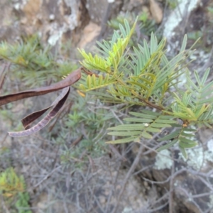 Senna aciphylla at Tennent, ACT - 18 Feb 2015