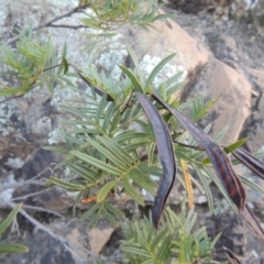 Senna aciphylla at Tennent, ACT - 18 Feb 2015