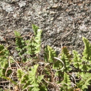 Cheilanthes distans at Booth, ACT - 25 Feb 2015 12:00 AM