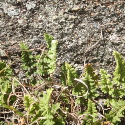 Cheilanthes distans (Bristly Cloak Fern) at Booth, ACT - 24 Feb 2015 by MichaelMulvaney