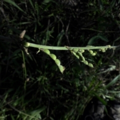 Oxytes brachypoda (Large Tick-trefoil) at Majura, ACT - 1 Mar 2015 by SilkeSma