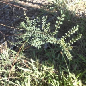 Indigofera adesmiifolia at Majura, ACT - 1 Mar 2015 05:50 PM