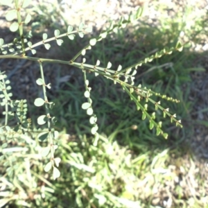 Indigofera adesmiifolia at Majura, ACT - 1 Mar 2015