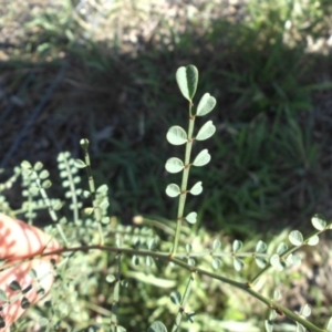 Indigofera adesmiifolia at Majura, ACT - 1 Mar 2015