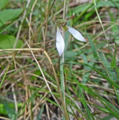 Eriochilus cucullatus (Parson's Bands) at Paddys River, ACT - 28 Feb 2015 by galah681