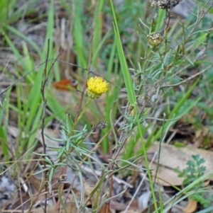 Rutidosis leptorhynchoides at Yarralumla, ACT - 1 Mar 2015