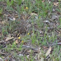 Rutidosis leptorhynchoides at Yarralumla, ACT - 1 Mar 2015 08:41 AM