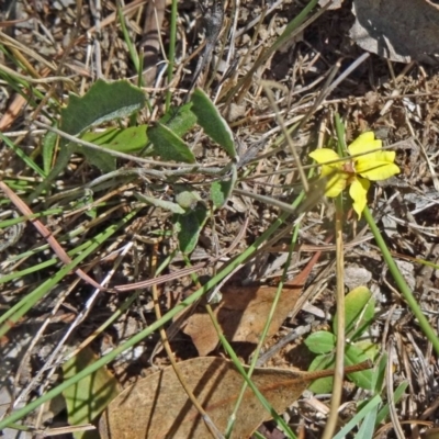 Goodenia hederacea (Ivy Goodenia) at Yarralumla, ACT - 1 Mar 2015 by galah681