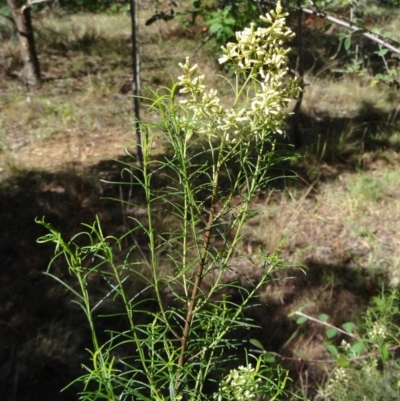 Cassinia quinquefaria (Rosemary Cassinia) at Yarralumla, ACT - 1 Mar 2015 by galah681