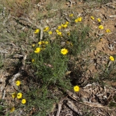 Xerochrysum viscosum (Sticky Everlasting) at Yarralumla, ACT - 28 Feb 2015 by galah681