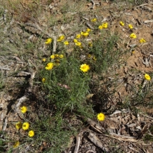 Xerochrysum viscosum at Yarralumla, ACT - 1 Mar 2015