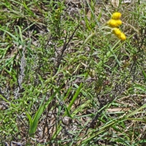 Chrysocephalum semipapposum at Yarralumla, ACT - 1 Mar 2015