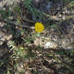 Rutidosis leptorhynchoides (Button Wrinklewort) at Yarralumla, ACT - 28 Feb 2015 by galah681