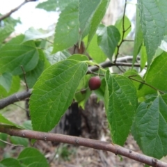 Celtis australis (Nettle Tree) at Yarralumla, ACT - 1 Mar 2015 by galah681