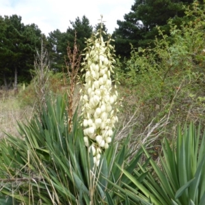 Yucca aloifolia at Jerrabomberra, ACT - 25 Feb 2015