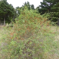 Rosa rubiginosa (Sweet Briar, Eglantine) at Isaacs Ridge - 24 Feb 2015 by Mike