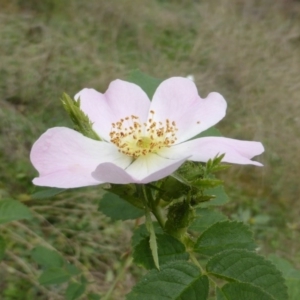 Rosa rubiginosa at Isaacs Ridge - 25 Feb 2015 10:26 AM