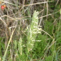 Phalaris aquatica (Phalaris, Australian Canary Grass) at Jerrabomberra, ACT - 24 Feb 2015 by Mike