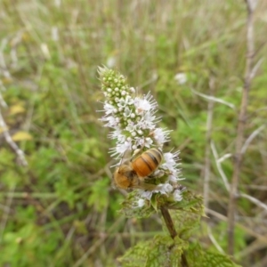 Mentha spicata at Isaacs Ridge - 25 Feb 2015