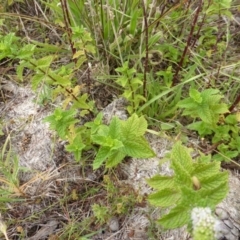 Mentha spicata at Isaacs Ridge - 25 Feb 2015 10:38 AM