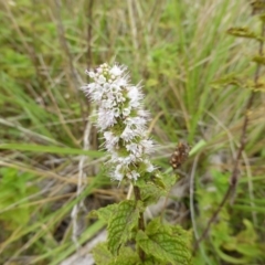 Mentha spicata at Isaacs Ridge - 25 Feb 2015 10:38 AM