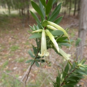 Styphelia triflora at Jerrabomberra, ACT - 25 Feb 2015