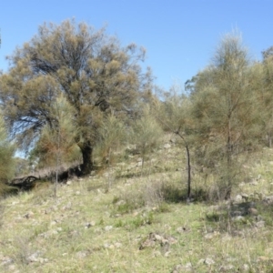 Allocasuarina verticillata at Isaacs Ridge - 1 Mar 2015