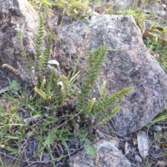 Cheilanthes distans (Bristly Cloak Fern) at Isaacs Ridge - 1 Mar 2015 by Mike