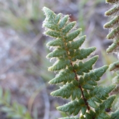 Cheilanthes distans at O'Malley, ACT - 1 Mar 2015 03:27 PM