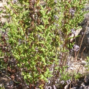 Cheilanthes sieberi at Isaacs Ridge - 1 Mar 2015