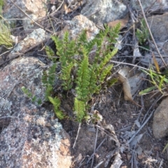 Cheilanthes sieberi at Isaacs Ridge - 1 Mar 2015