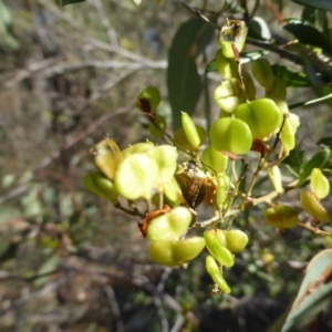 Bursaria spinosa at Isaacs Ridge - 1 Mar 2015