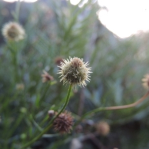 Calotis lappulacea at Tennent, ACT - 18 Feb 2015