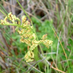 Botrychium australe at Tharwa, ACT - 26 Feb 2015