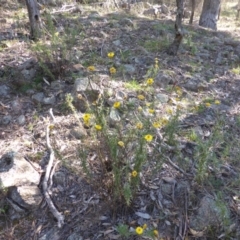 Xerochrysum viscosum (Sticky Everlasting) at Isaacs Ridge - 1 Mar 2015 by Mike