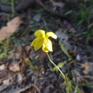 Goodenia pinnatifida at O'Malley, ACT - 1 Mar 2015